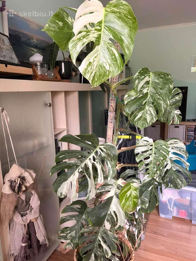 Monstera borsigiana albo variegata - nuotraukos Nr. 5