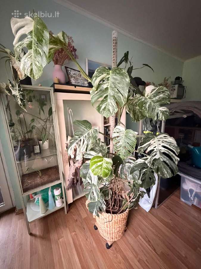 Monstera borsigiana albo variegata - nuotraukos Nr. 6