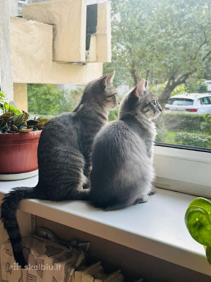 Mylinčių namų ieško 4 mėn. Kandis ir Zuika - nuotraukos Nr. 2
