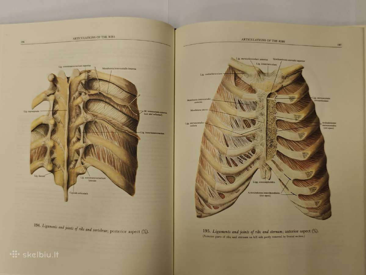 Atlas of Human Anatomy - Sinelnikov - nuotraukos Nr. 4