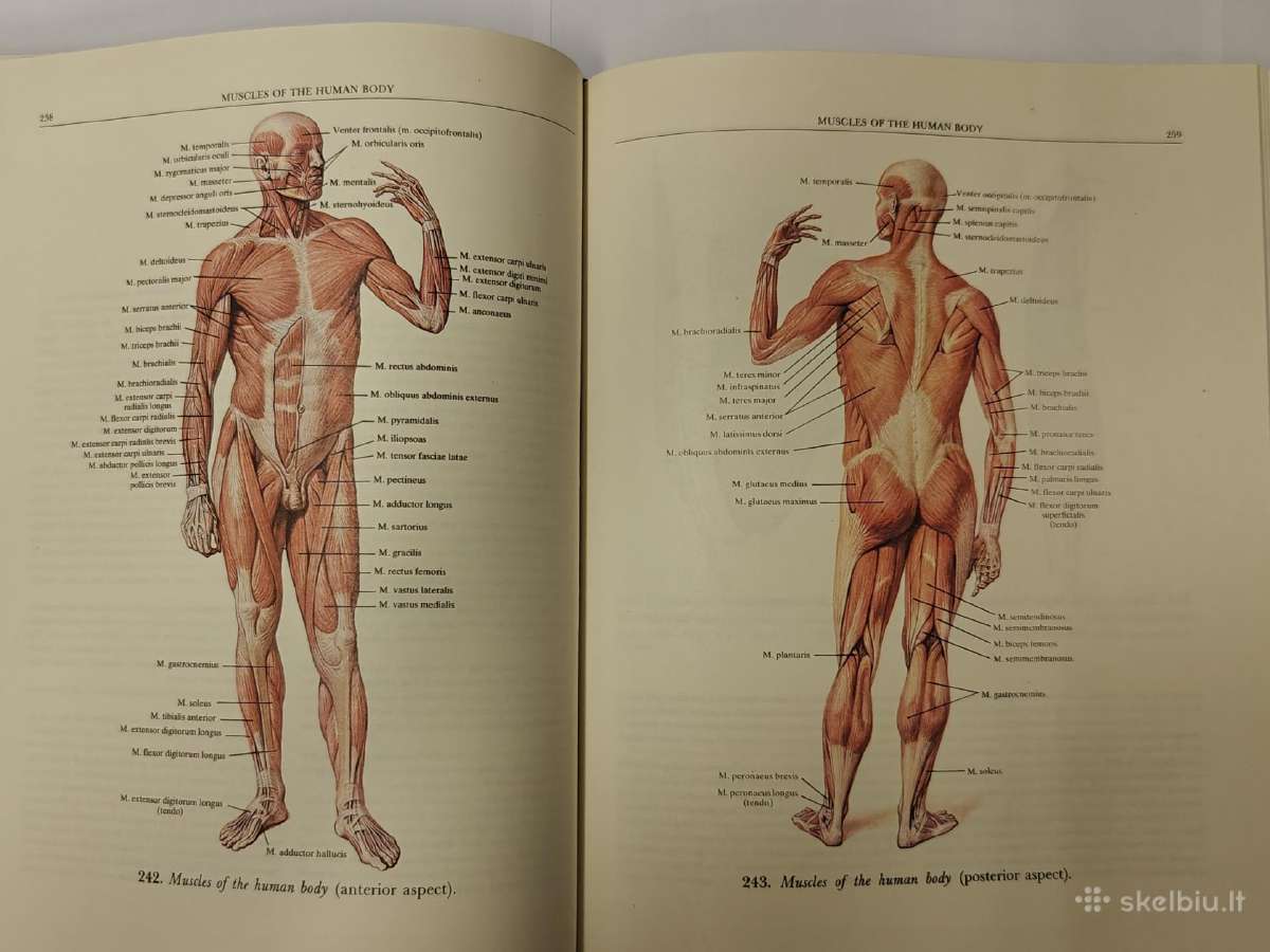 Atlas of Human Anatomy - Sinelnikov - nuotraukos Nr. 5
