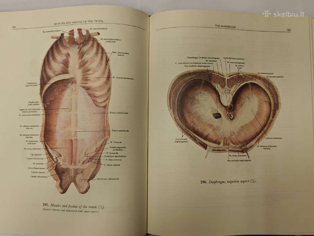 Atlas of Human Anatomy - Sinelnikov - nuotraukos Nr. 7