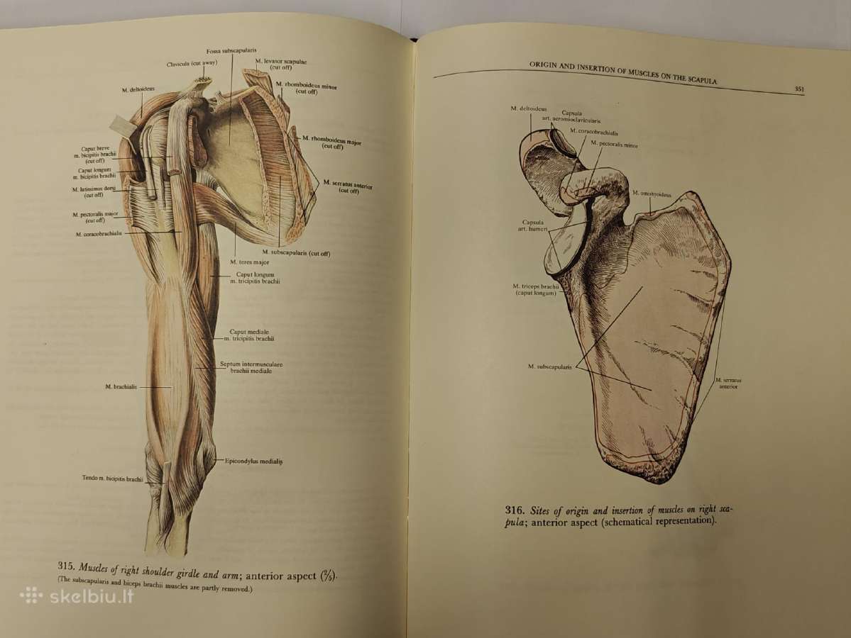 Atlas of Human Anatomy - Sinelnikov - nuotraukos Nr. 8