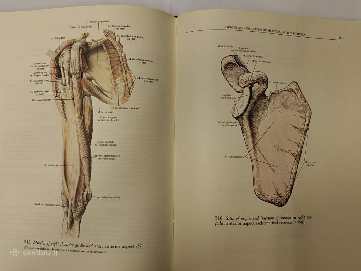 Atlas of Human Anatomy - Sinelnikov - nuotraukos Nr. 9