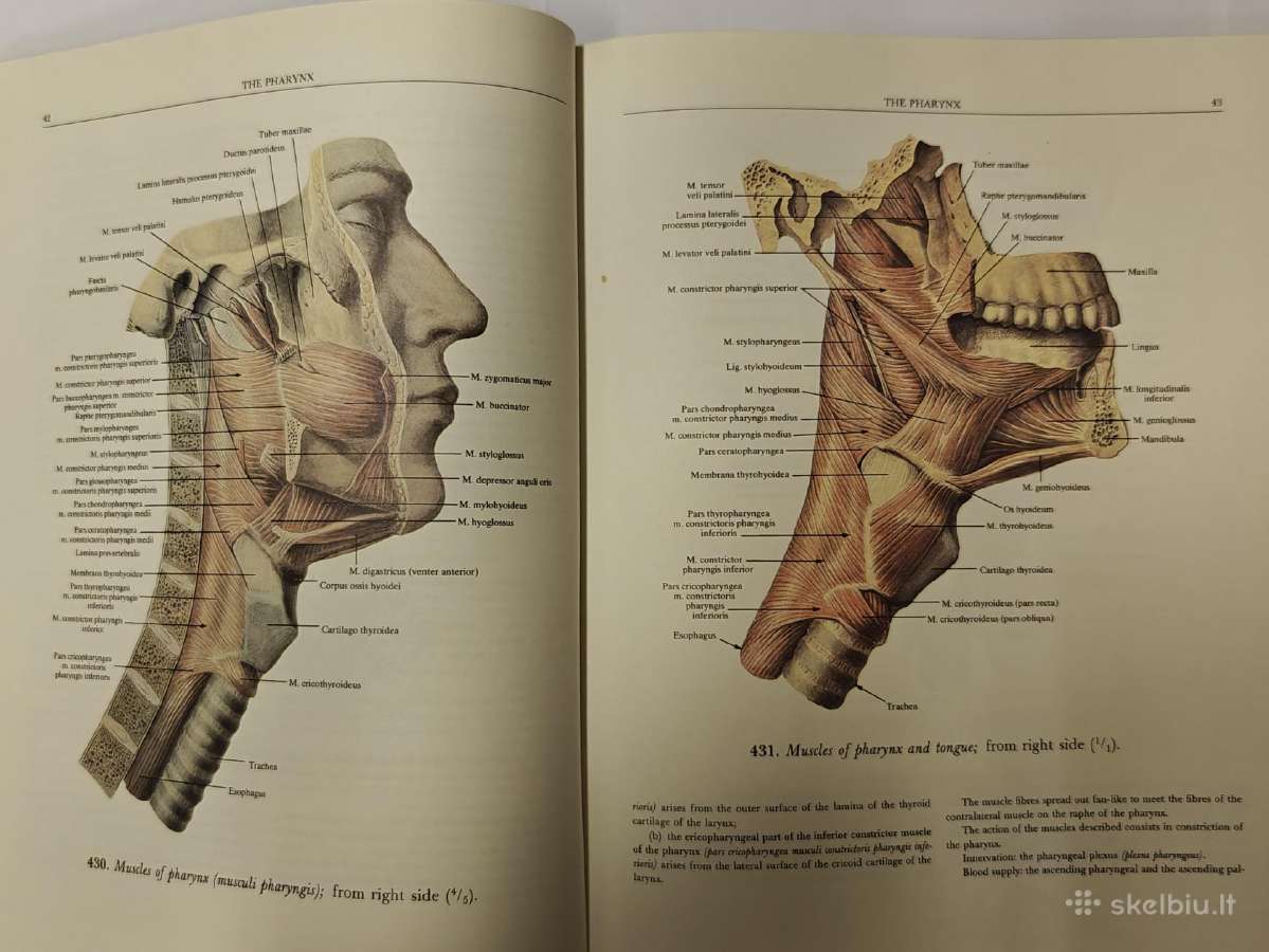 Atlas of Human Anatomy - Sinelnikov - nuotraukos Nr. 11