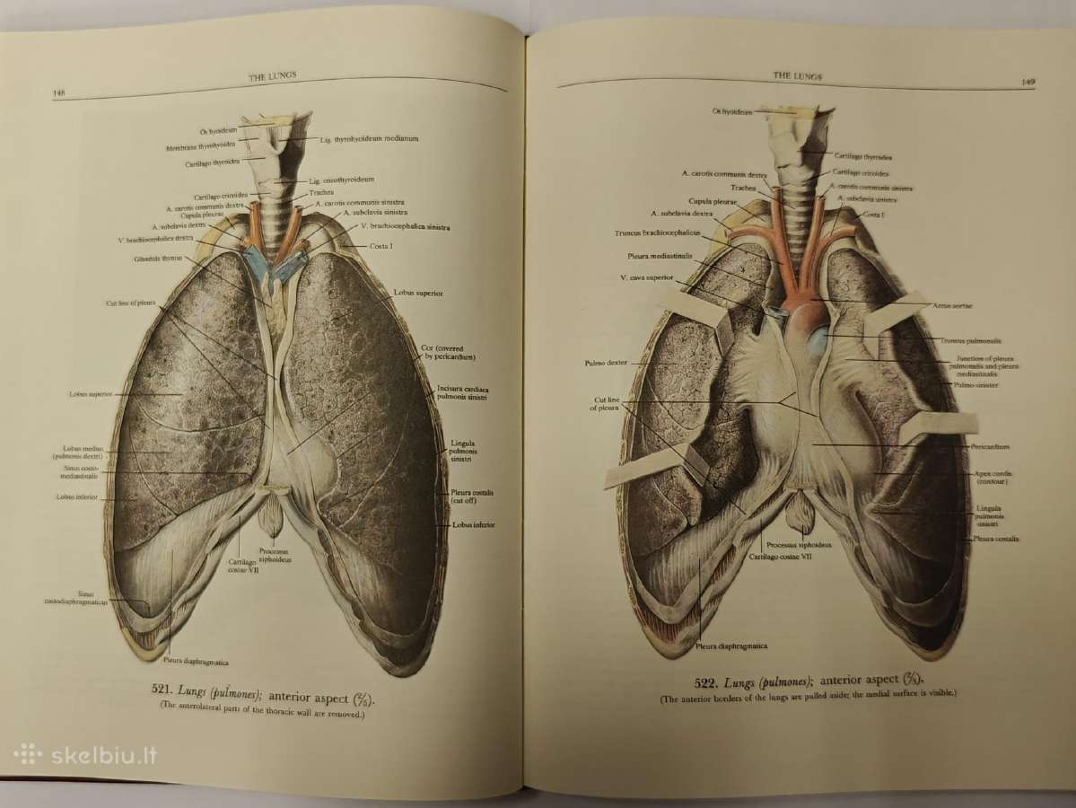Atlas of Human Anatomy - Sinelnikov - nuotraukos Nr. 12