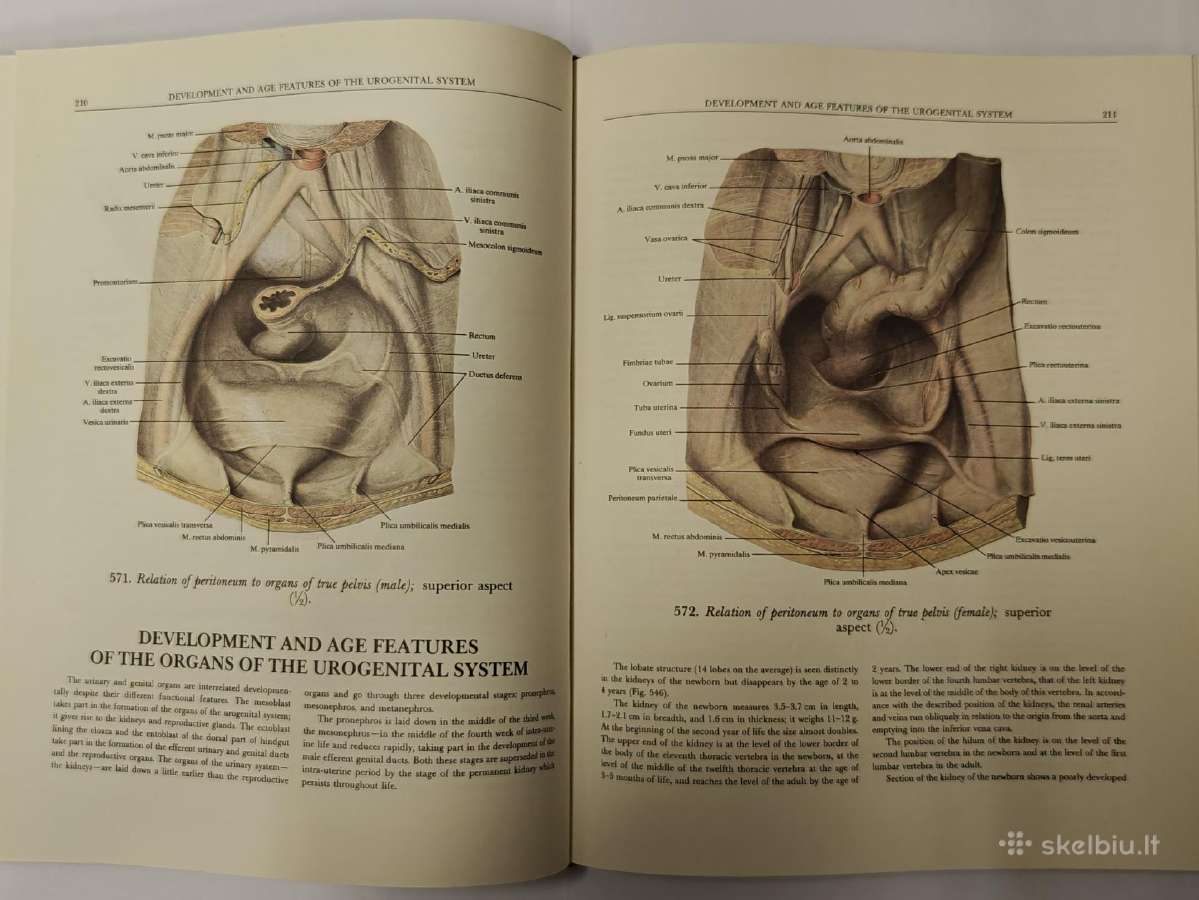 Atlas of Human Anatomy - Sinelnikov - nuotraukos Nr. 13