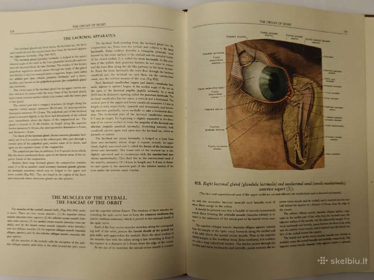 Atlas of Human Anatomy - Sinelnikov - nuotraukos Nr. 17
