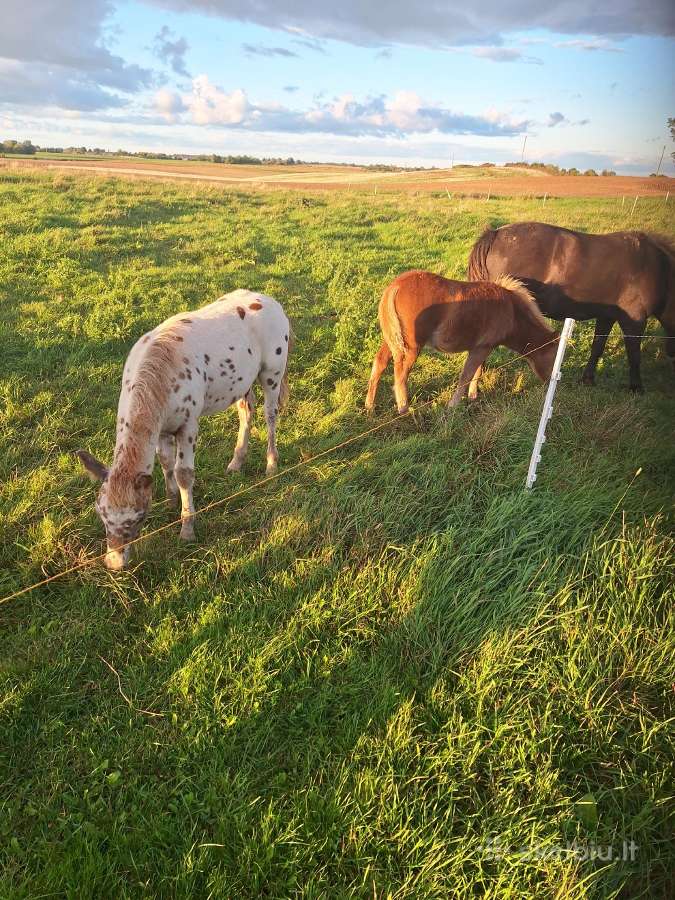 Parduodu poni arkliukus - nuotraukos Nr. 2