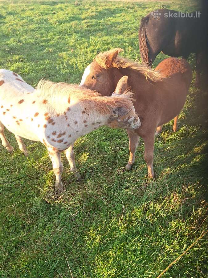 Parduodu poni arkliukus - nuotraukos Nr. 3