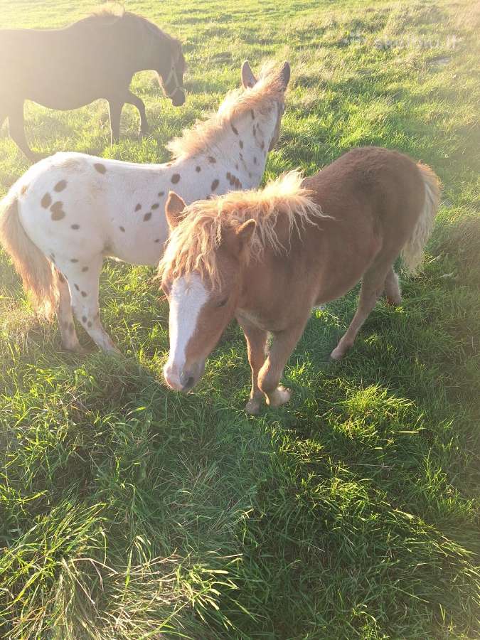 Parduodu poni arkliukus - nuotraukos Nr. 5