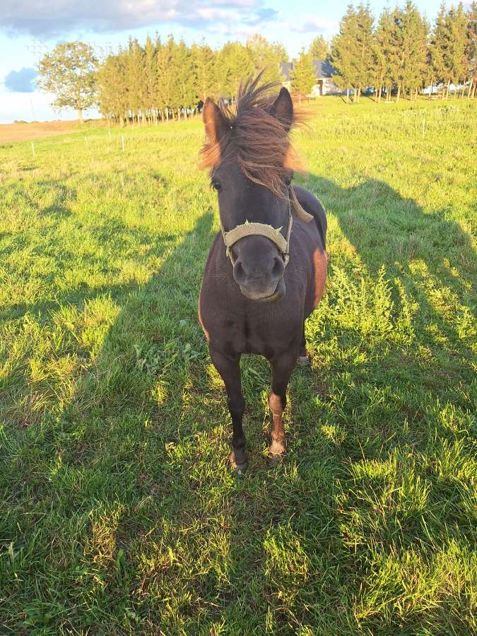 Parduodu poni arkliukus - nuotraukos Nr. 4