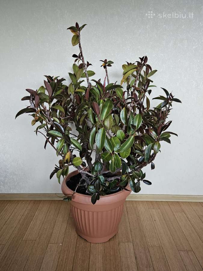Plačialapis fikusas - nuotraukos Nr. 2