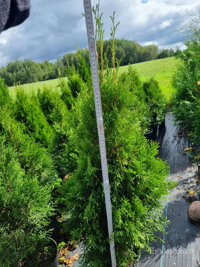 Vietinės tujos Brabant ir Smaragd 50-160 cm - nuotraukos Nr. 4