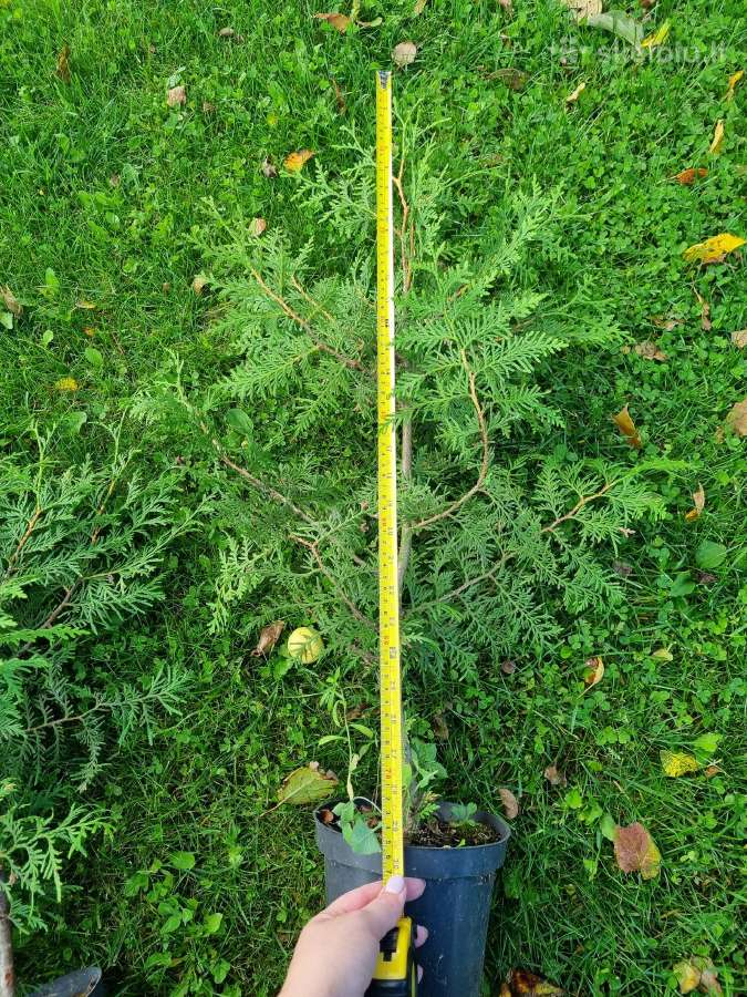 Vietinės tujos Brabant ir Smaragd 50-160 cm - nuotraukos Nr. 7