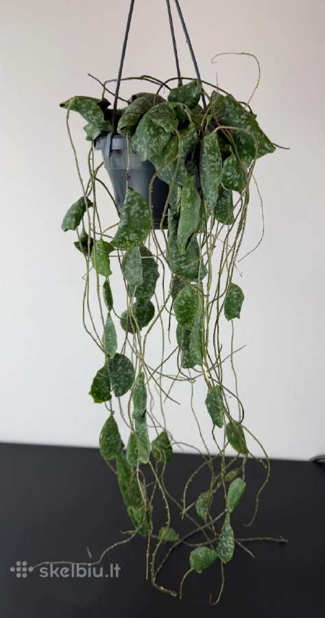 Hoya imbricata - nuotraukos Nr. 5