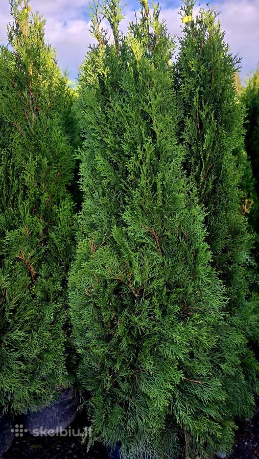 Smaragd tujos – rudens išpardavimas 70-220 cm. - nuotraukos Nr. 3