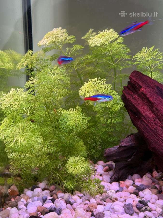 Parduodamas 40 litrų akvariumas - nuotraukos Nr. 2