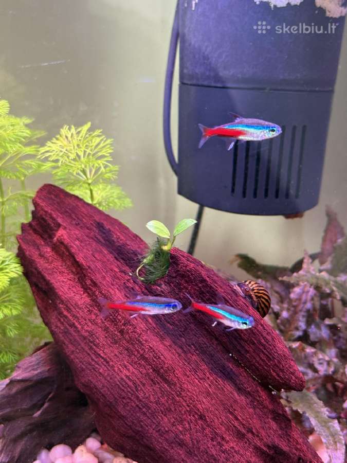 Parduodamas 40 litrų akvariumas - nuotraukos Nr. 3