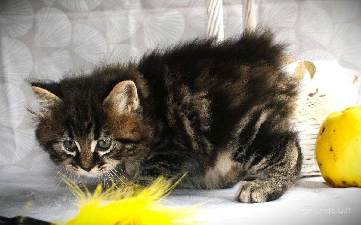 Kurilų bobteilų kačiukai, veislynas "Wild pompon" - nuotraukos Nr. 5