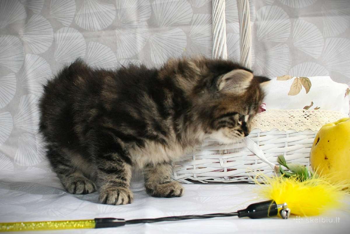 Kurilų bobteilų kačiukai, veislynas "Wild pompon" - nuotraukos Nr. 11