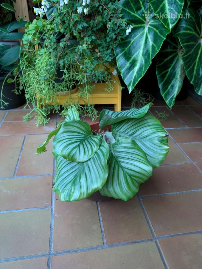 Calathea orbifolia - nuotraukos Nr. 2