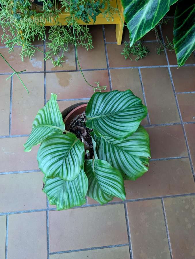 Calathea orbifolia - nuotraukos Nr. 3