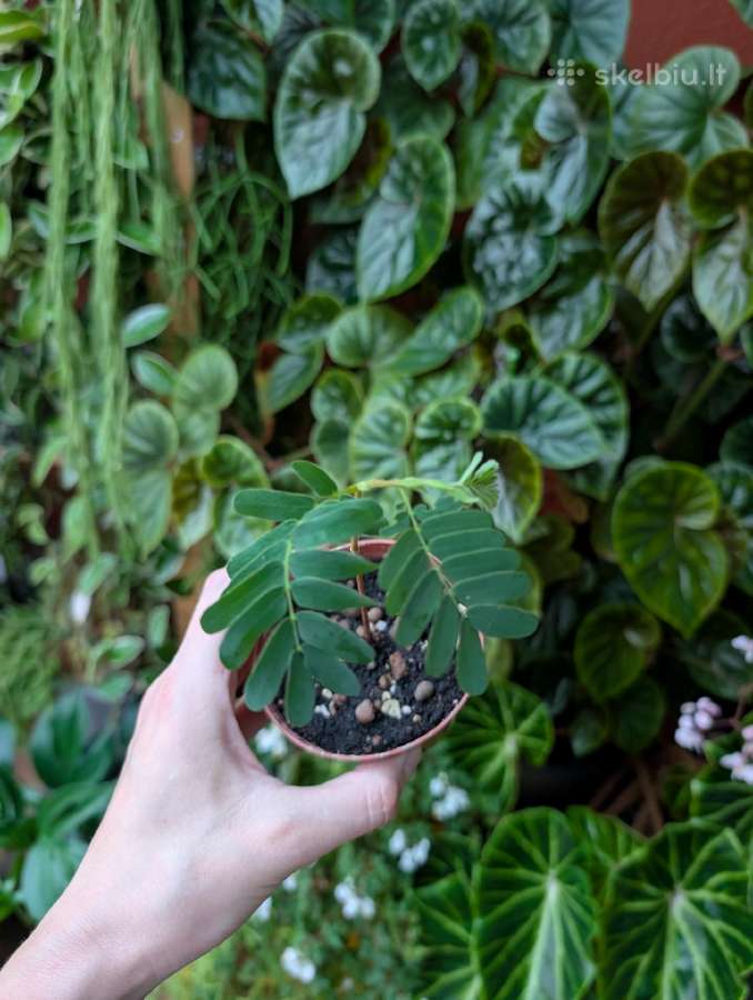 Tamarindus indica - nuotraukos Nr. 2