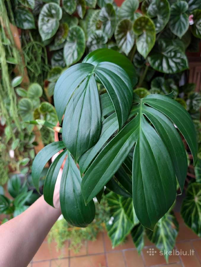 Raphidophora decursiva - nuotraukos Nr. 2