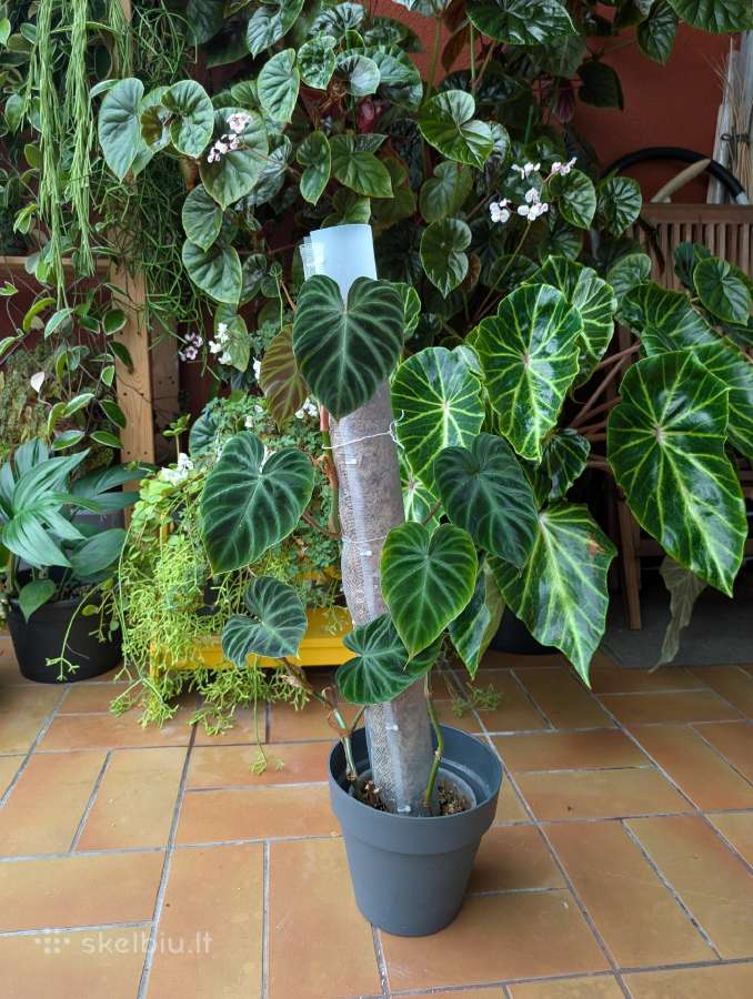 Philodendron verucosum - nuotraukos Nr. 2