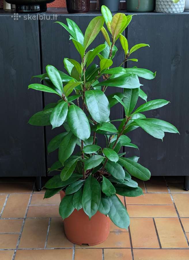 Ficus Amstel king - nuotraukos Nr. 2