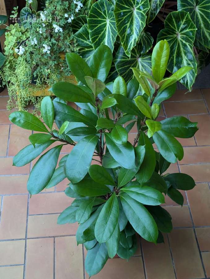 Ficus Amstel king - nuotraukos Nr. 3