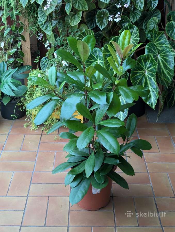 Ficus Amstel king - nuotraukos Nr. 4