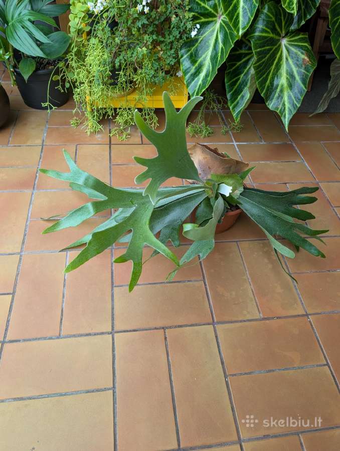 Platycerium elniaragis papartis - nuotraukos Nr. 2