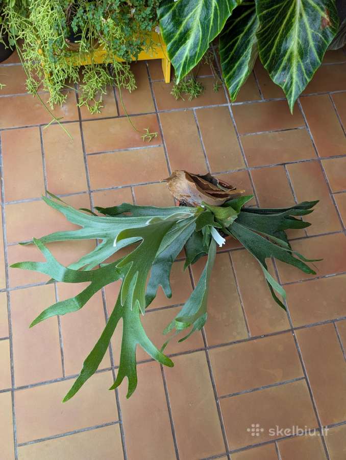 Platycerium elniaragis papartis - nuotraukos Nr. 3