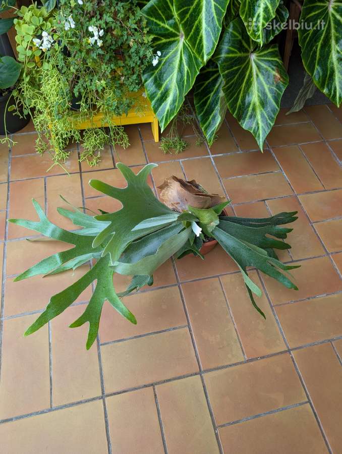 Platycerium elniaragis papartis - nuotraukos Nr. 4