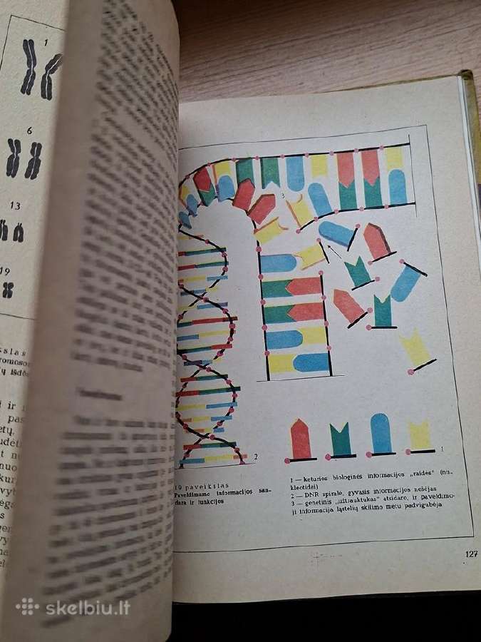 Knyga 1981m. Ar jau galvoji apie meilę? - nuotraukos Nr. 5