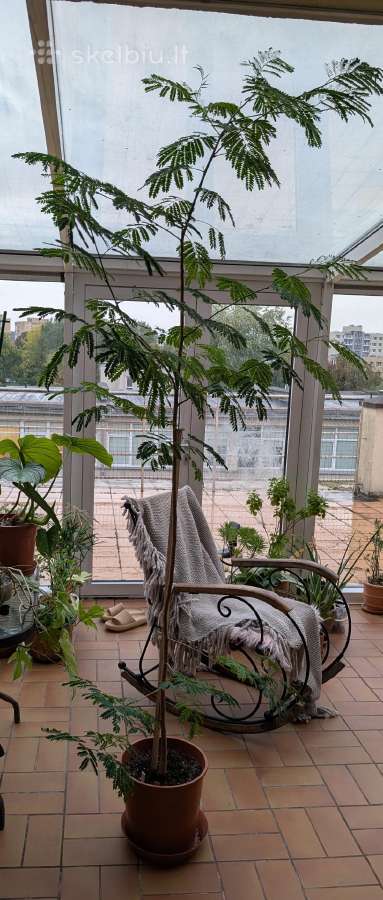 Leucaena leucocephala medis - nuotraukos Nr. 2