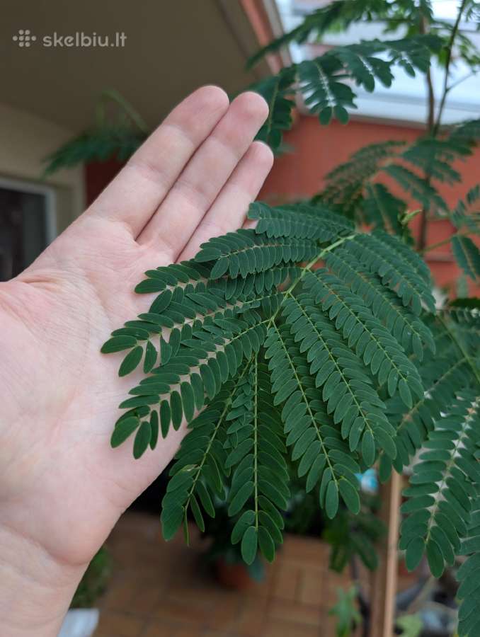Leucaena leucocephala medis - nuotraukos Nr. 3