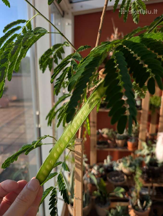 Leucaena leucocephala medis - nuotraukos Nr. 5