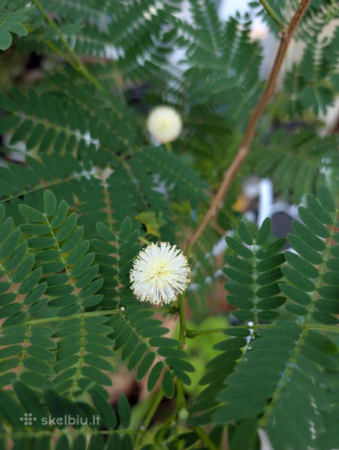Leucaena leucocephala medis - nuotraukos Nr. 4