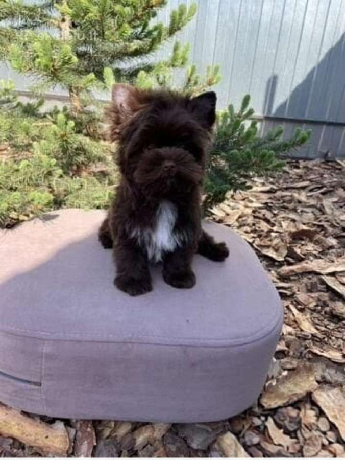 Jorkšyro terjerai berniukas - nuotraukos Nr. 6