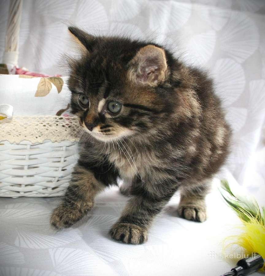 Kurilų bobteilų kačiukai, veislynas "Wild pompon" - nuotraukos Nr. 21