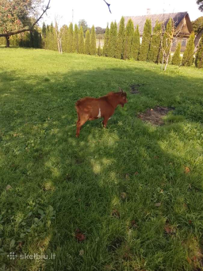 Mini olandų ožiukai - nuotraukos Nr. 2