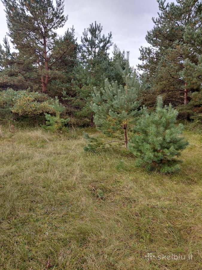Parduodami sklypai Šventojoi Butingės gatvė. - nuotraukos Nr. 5