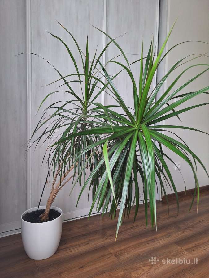 Dracena - nuotraukos Nr. 2