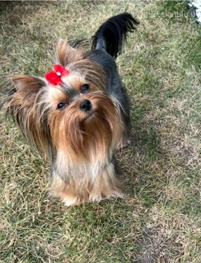 Parduodamas jorkšyro terjero šuniukas - nuotraukos Nr. 10