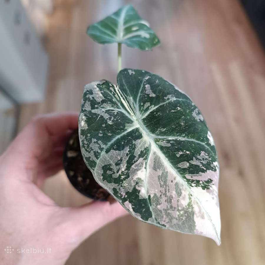Alocasia Black Velvet Pink Variegated - nuotraukos Nr. 3
