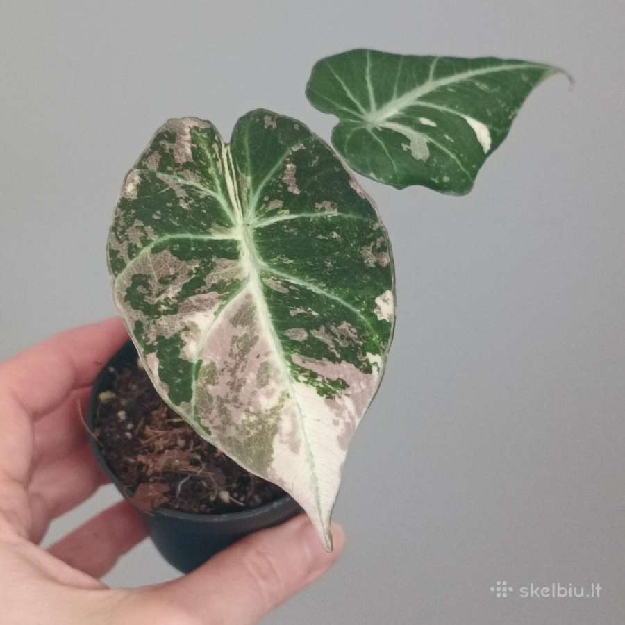 Alocasia Black Velvet Pink Variegated - nuotraukos Nr. 2