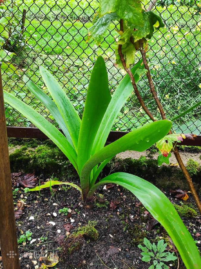 Baltai žydintis amarilis - nuotraukos Nr. 2